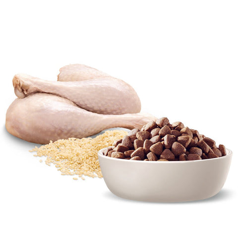 Medium Adult Dry Dog Food Turkey With Rice