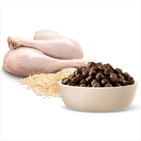 Medium Terriers Adult Dry Dog Food Turkey With Rice