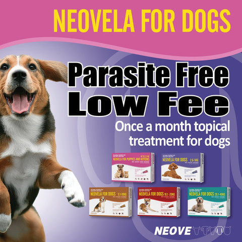 Flea And Worming For Small Dogs