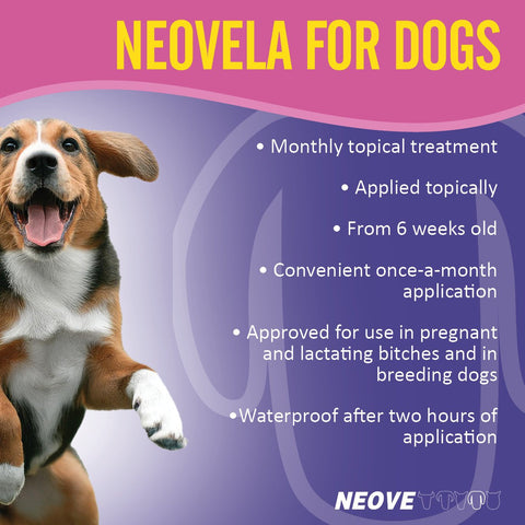 Flea And Worming For Medium Dogs
