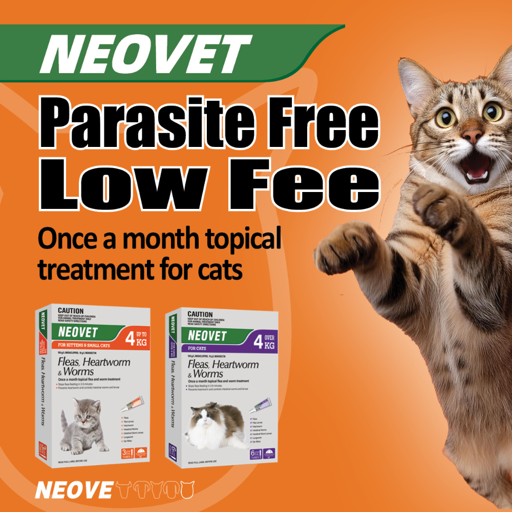 Flea And Worming For Cats