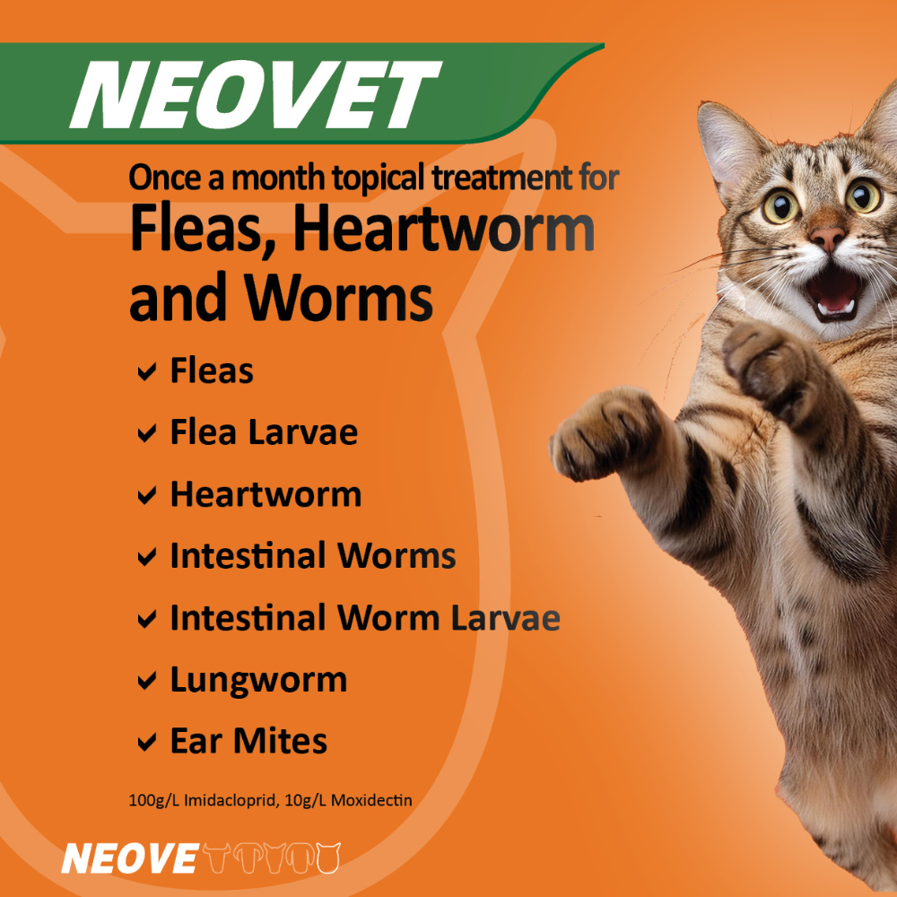 Flea And Worming For Cats