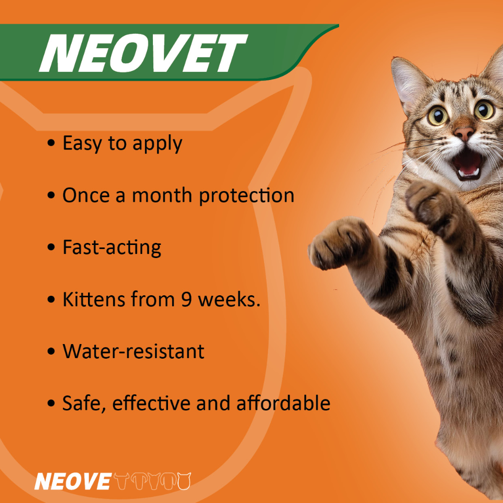 Flea And Worming For Kittens And Small Cats