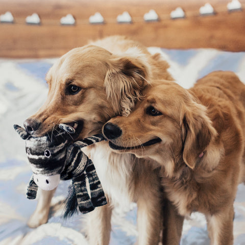 KONG Dog Toys Yarnimals Dog