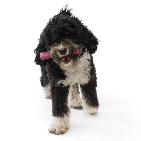West Paw Seaflex Recycled Plastic Fetch Dog Toys - Drifty