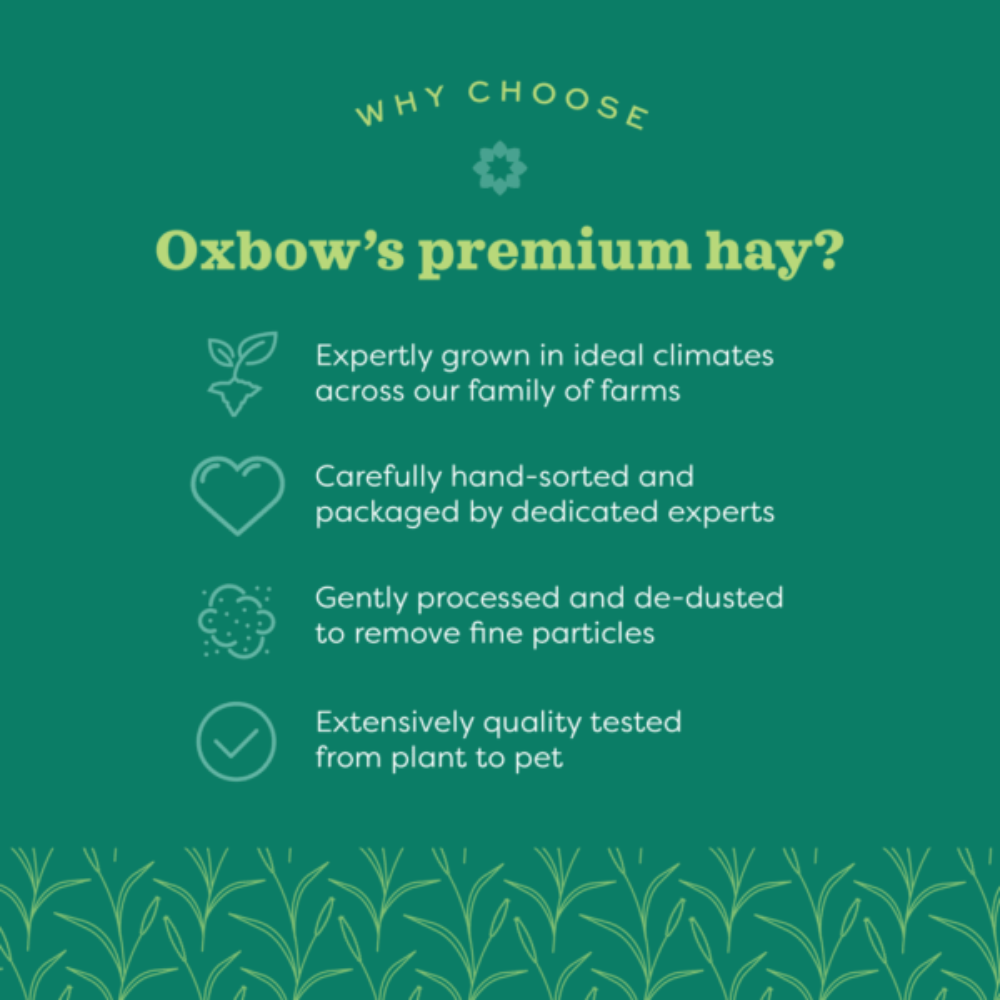 Hay Blends Western Timothy And Orchard Grass For Small Animals