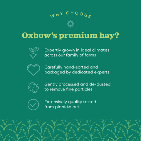 Hand Selected Oat Hay For Rabbits And Guinea Pigs