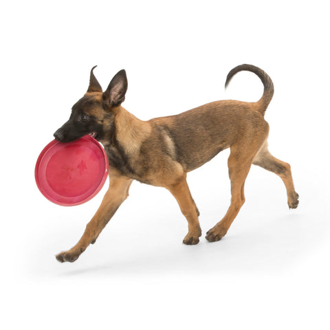 West Paw Zisc Flying Disc Fetch Dog Toys