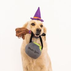 Zippy Paws Witch Halloween Costume Kit for Dogs 3 Pieces ***