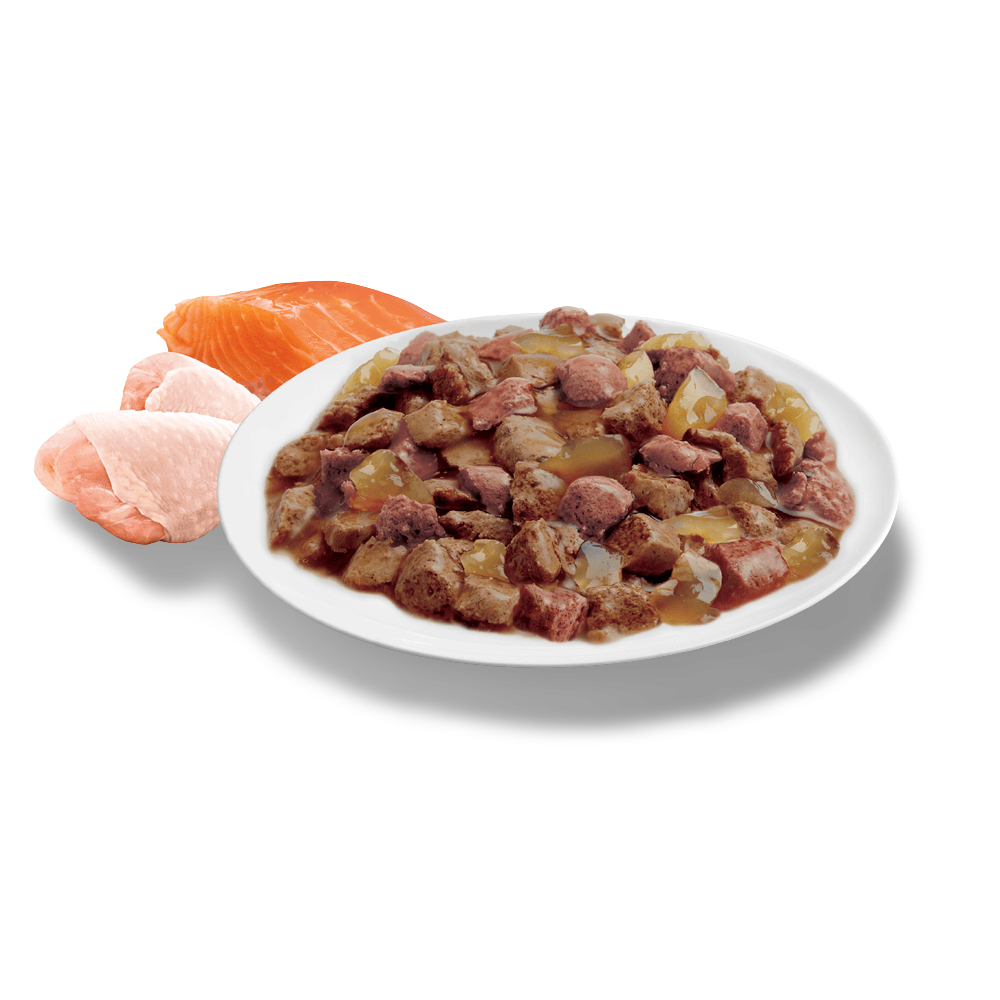 Adult Ocean Fish & Indoor Chicken And Turkey In Jelly Wet Cat Food Variety Pack