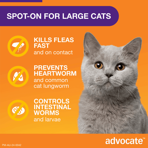 Flea & Worm Spot-On Cat Large Purple