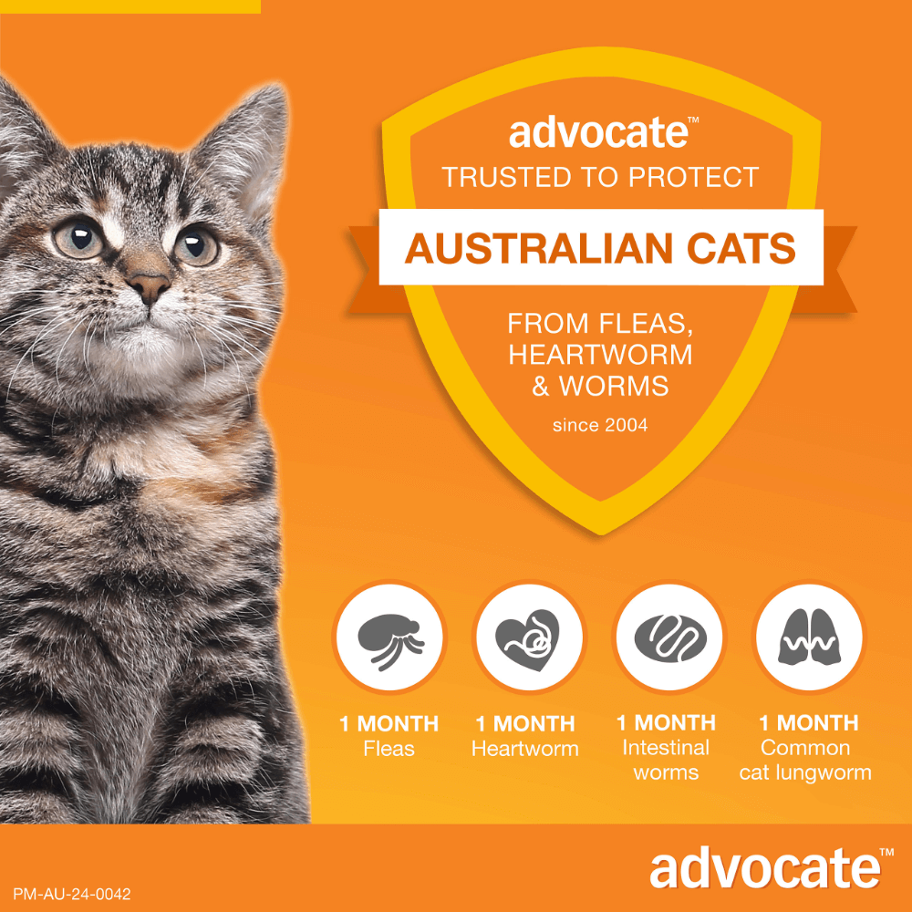 Flea & Worming Spot-On Cat Small Orange