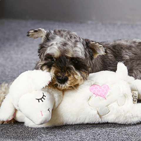 Little Buddy Heart Beat Sheep