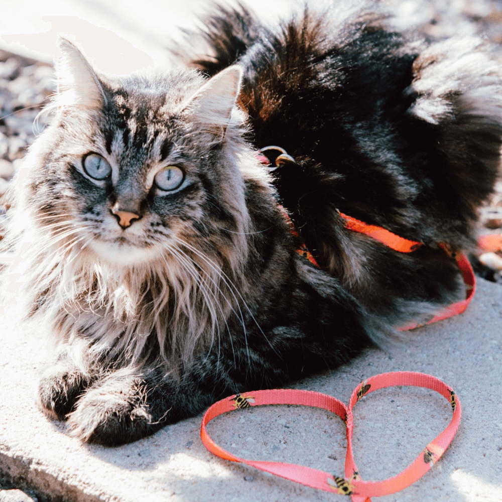 Gigi The Gouldian Finch Cat Harness & Lead Set