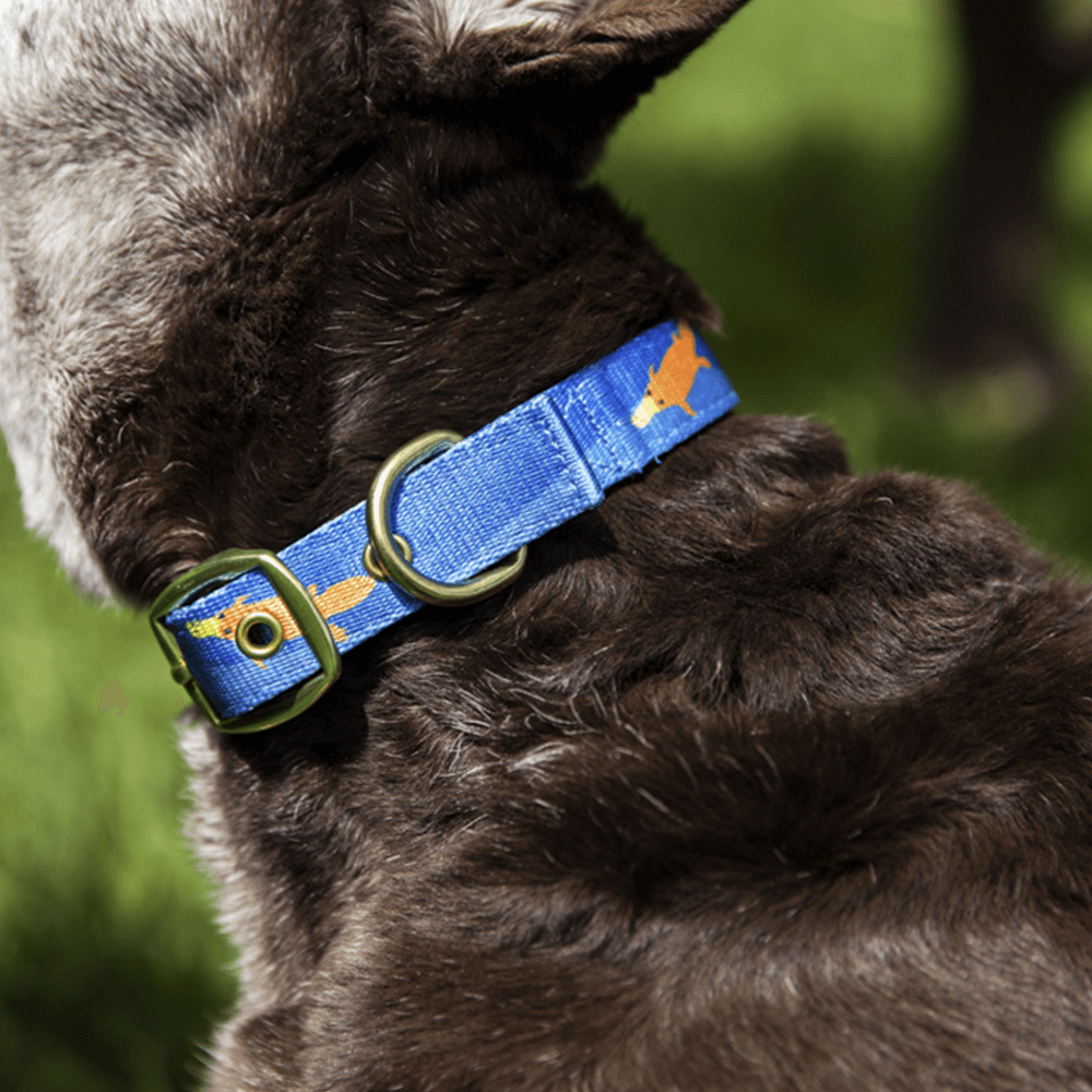 Piper The Platypus Dog Collar
