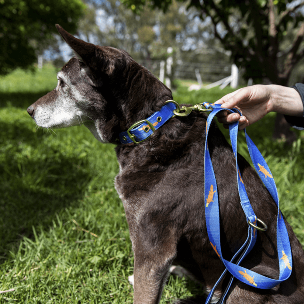 Piper The Platypus Dog Leash