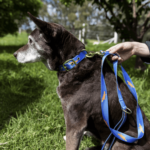 Piper The Platypus Dog Leash