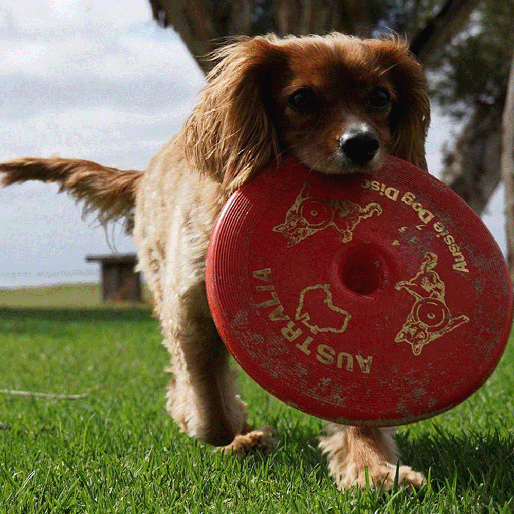 Disc Red