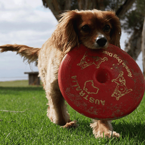 Disc Red