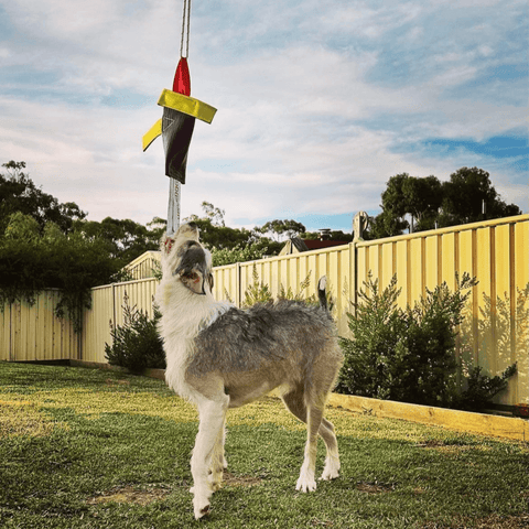 Heavy Duty Bungee Chook