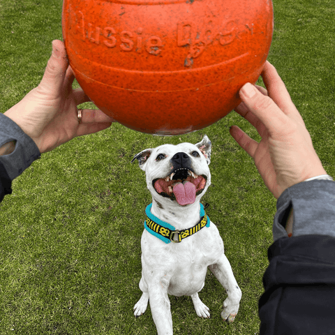 Staffie Ball