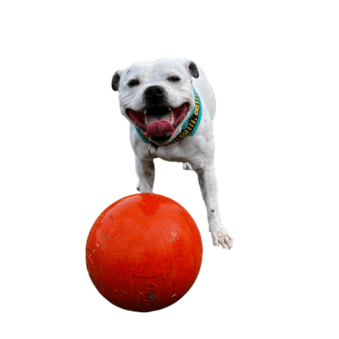 Staffie Ball