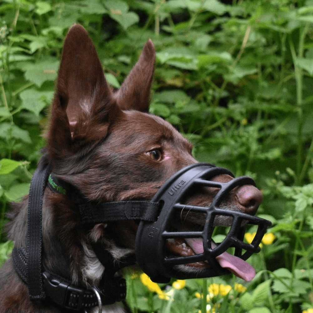 Ultra Dog Muzzle Black