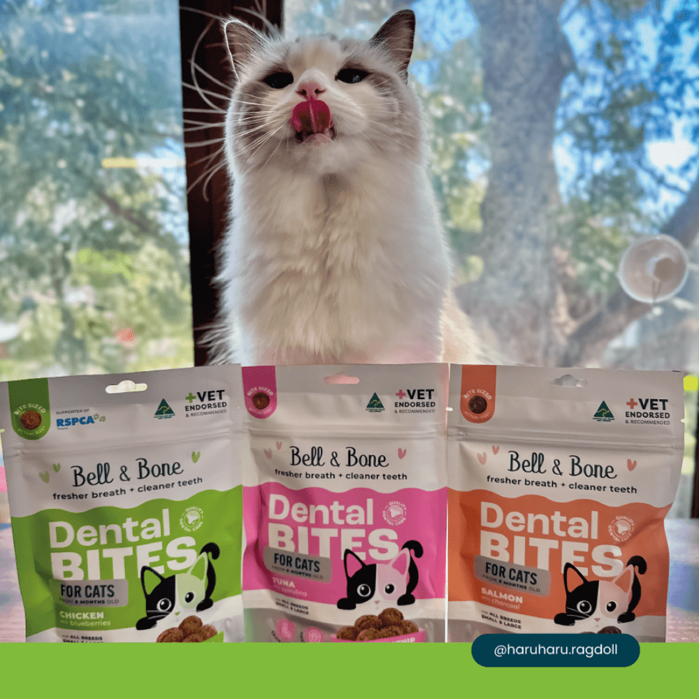 Adult Dental Bites Chicken With Blueberries Cat Treats