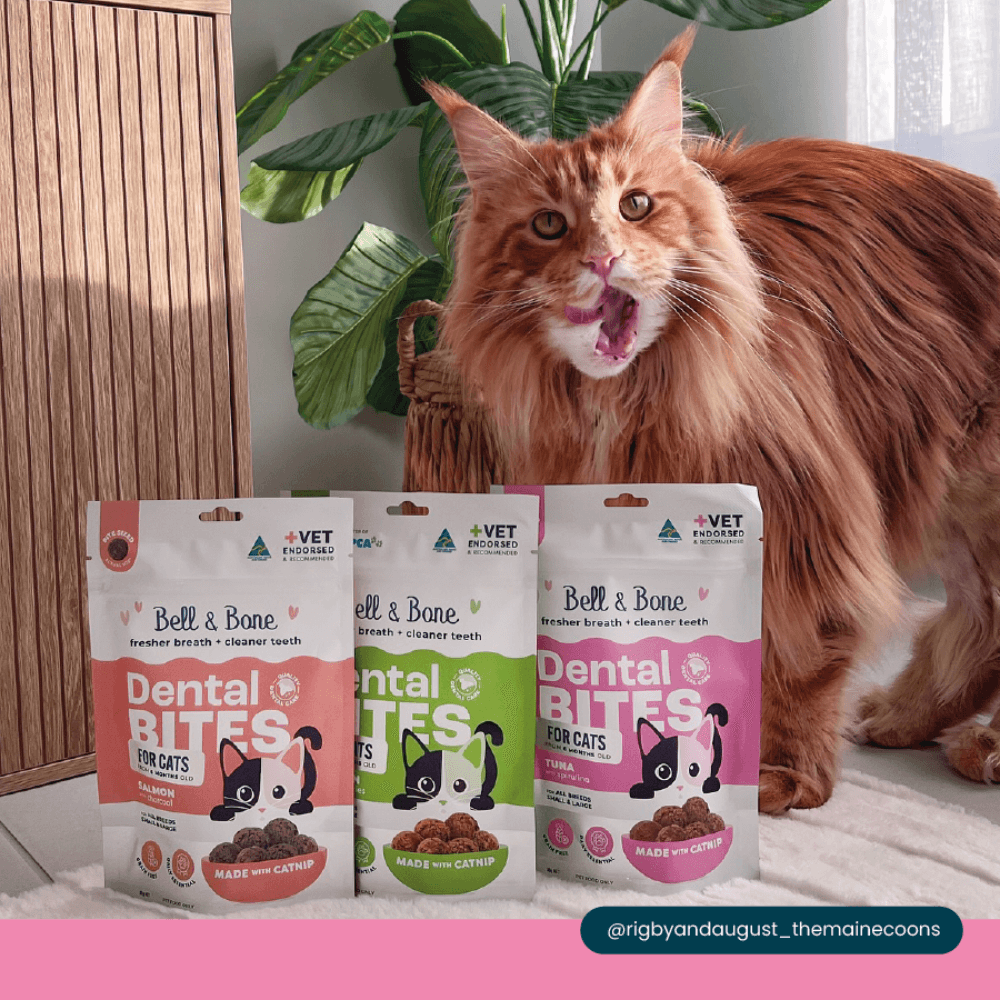 Adult Dental Bites Tuna With Spirulina Cat Treats