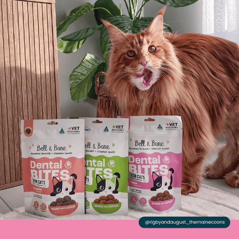 Adult Dental Bites Tuna With Spirulina Cat Treats