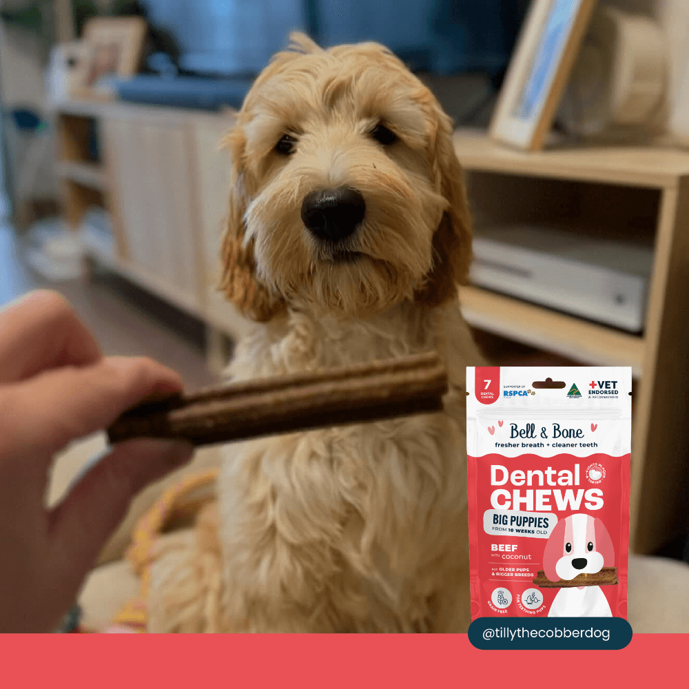Beef Puppy Dental Chews Large