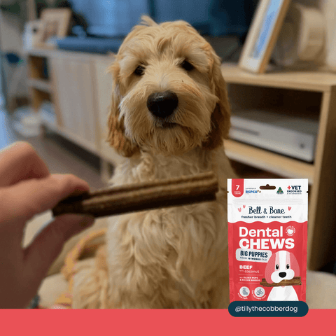 Beef Puppy Dental Chews Large