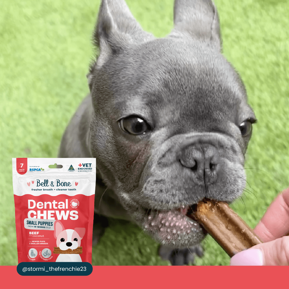 Beef Puppy Dental Chews Small