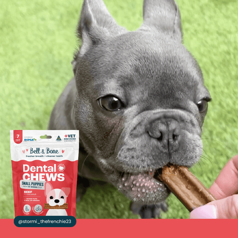 Beef Puppy Dental Chews Small