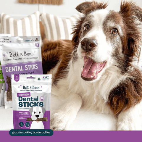 Kangaroo Senior Dental Chews Large