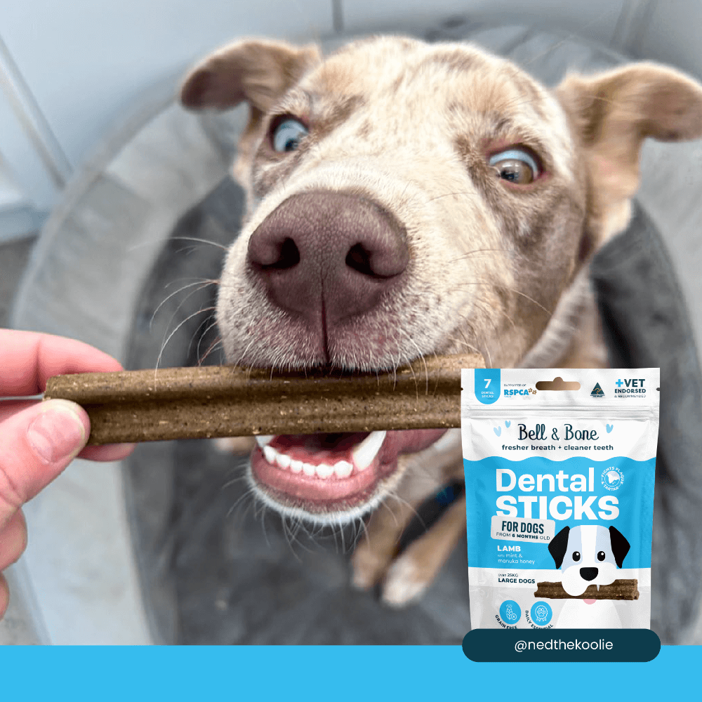 Lamb Mint Manuka Honey Dental Dog Treats Large