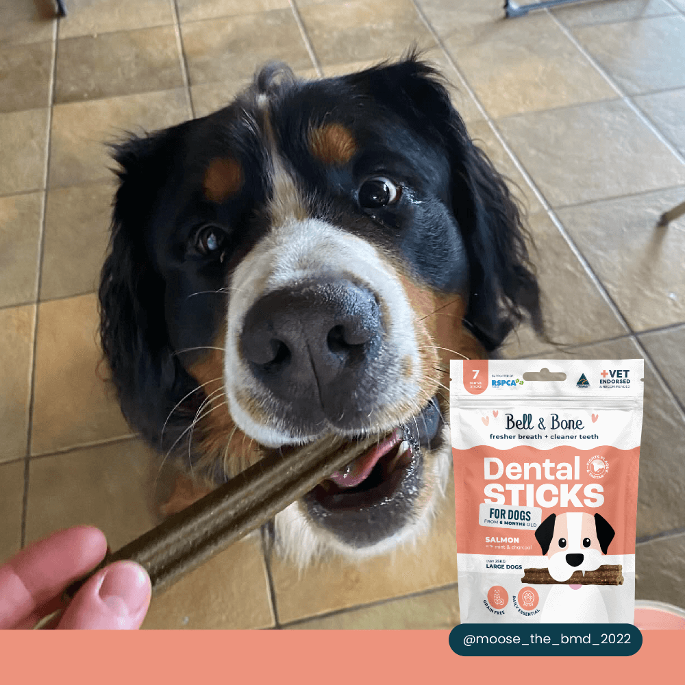 Salmon Mint And Charcoal Dental Dog Treats Large