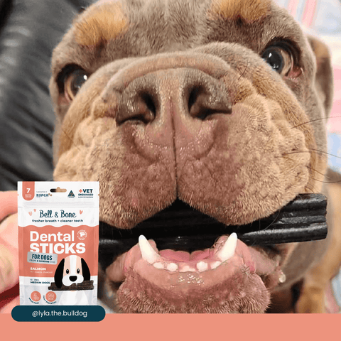 Salmon Mint And Charcoal Dental Dog Treats Medium