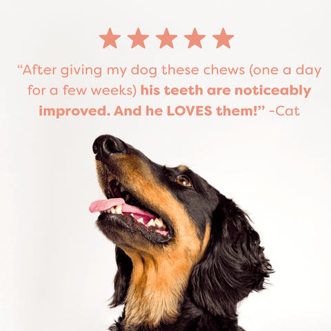 Salmon Mint And Charcoal Dental Dog Treats Medium