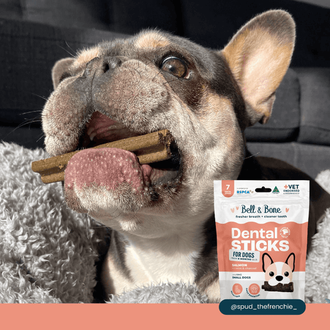 Salmon Mint And Charcoal Dental Dog Treats Small