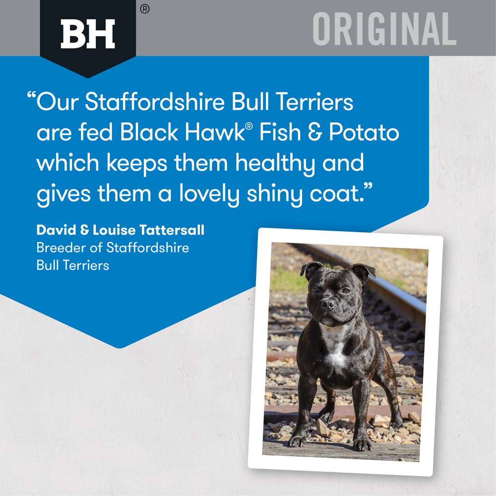 Fish & Potato Adult Dry Dog Food