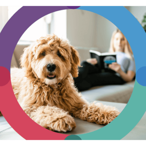 Flea & Tick Chews For Very Large Dog Purple