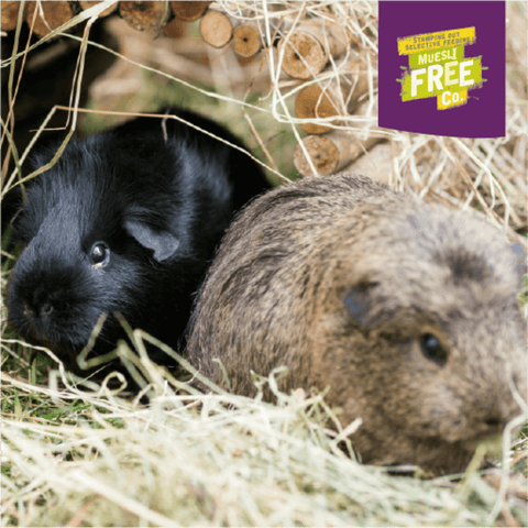 Excel Guinea Pig Nuggets Blackcurrant Oregano