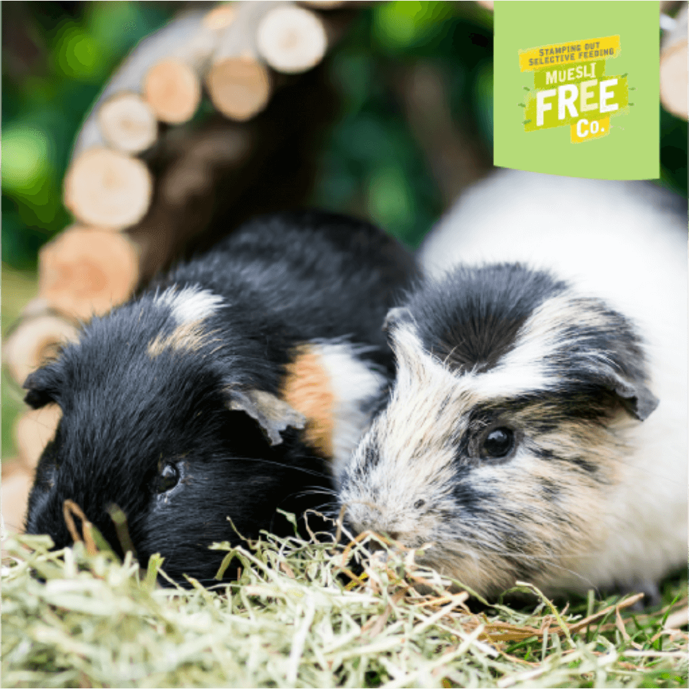 Excel Guinea Pig Nuggets Mint