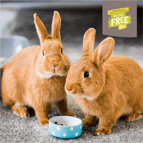 Indoor Rabbit Nuggets