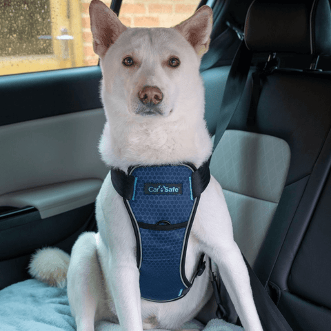 Crash Tested Seatbelt Dog Harness Blue