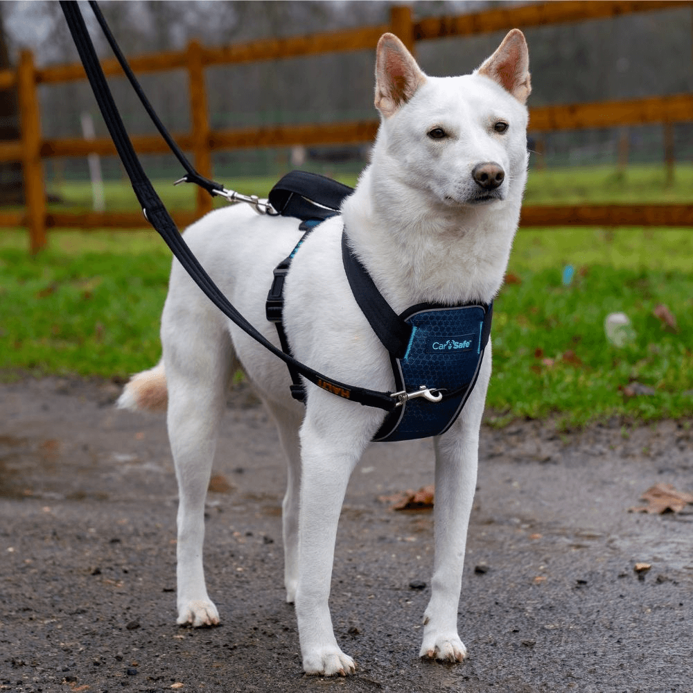 Crash Tested Seatbelt Dog Harness Blue