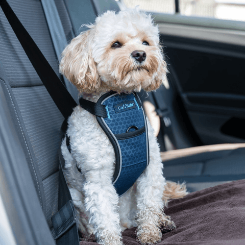 Crash Tested Seatbelt Dog Harness Blue