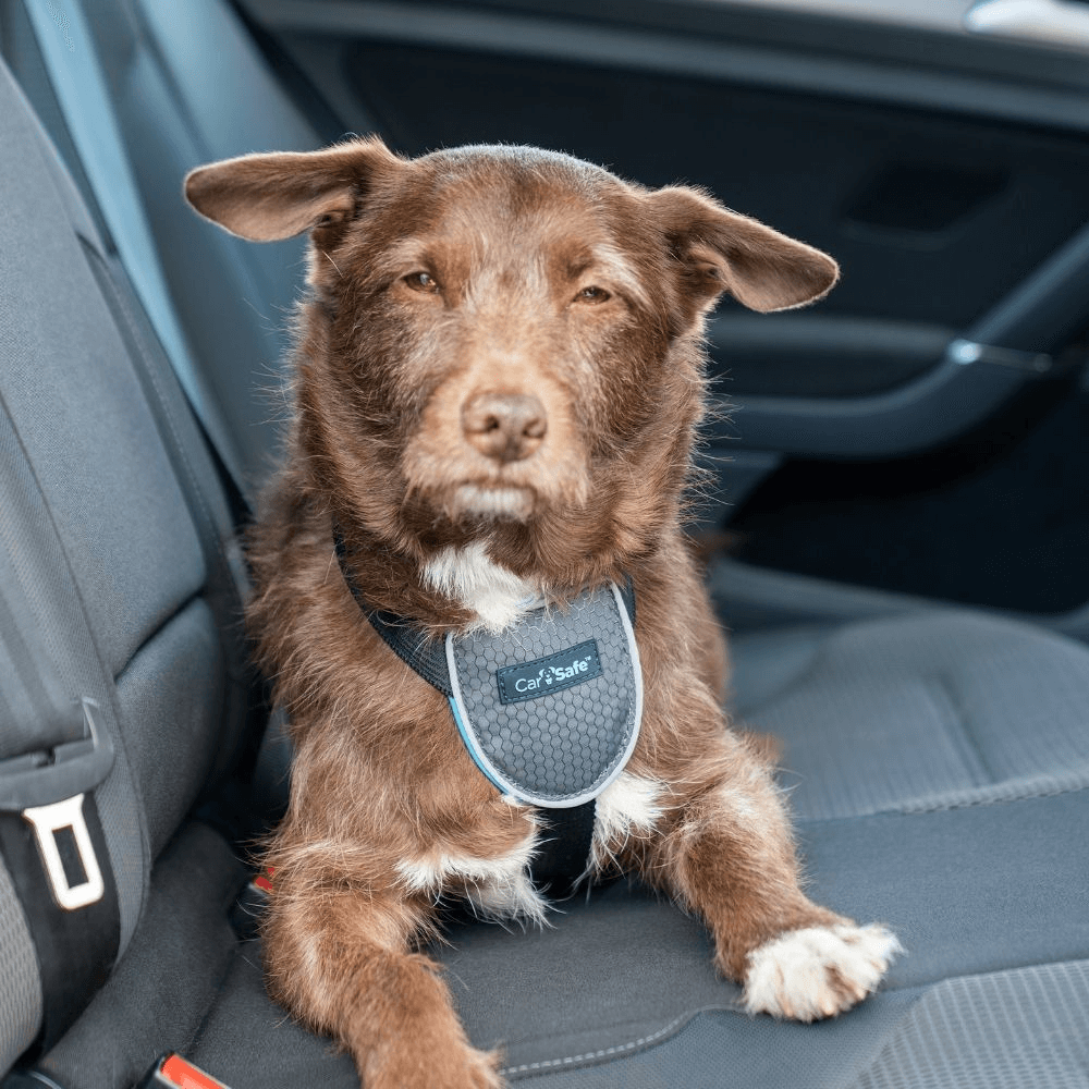 Dog Travel Harness Black