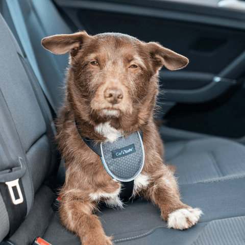 Dog Travel Harness Black